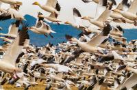 A Gaggle of Snow Geese, Skagit Valley by Michael Elenko