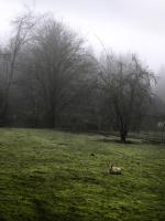 Happy Sheep in a Pasture by Kris Pedrin