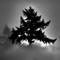 Tree Shadow, Kent Valley, Washington by Kris Pedrin