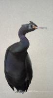 "Ferry Alert" Pelagic Cormorant by Amy Windus