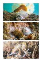 Nudibranchs of Tramp Harbor by Logan Price