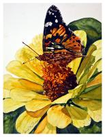My Vashon Garden, Painted Lady on Zinnia by Janis McElroy