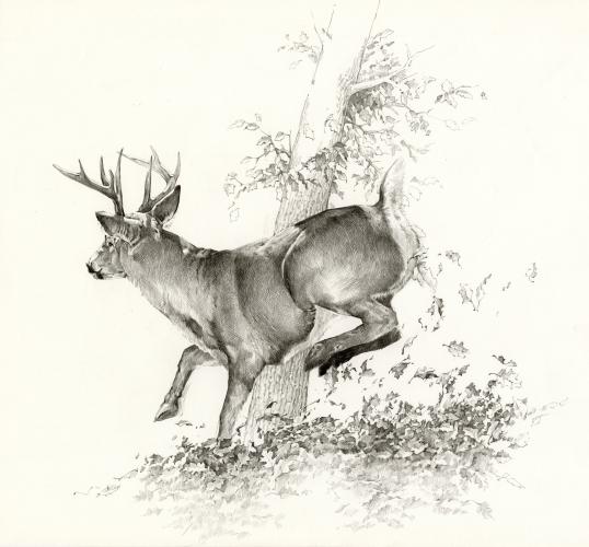 Whitetail Deer, 2005 by Bruce Morser