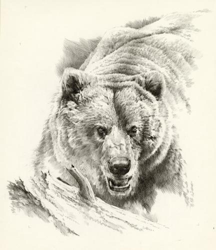 Grizzly, 2005 by Bruce Morser