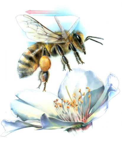 Bee Flight, 2008 by Bruce Morser