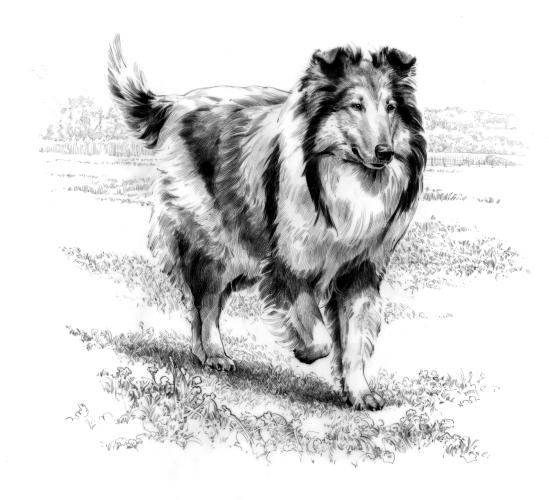 Collie, 2012 by Bruce Morser