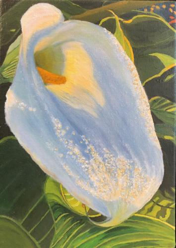 Calla Lily by Rose Belknap