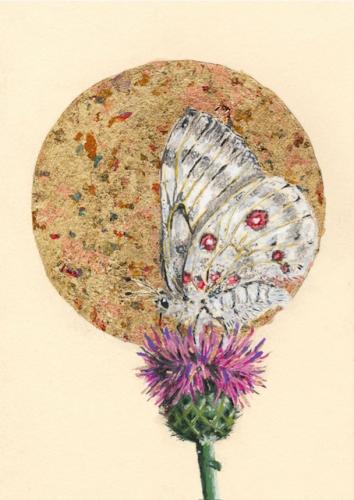 Butterfly by Joshua Lee