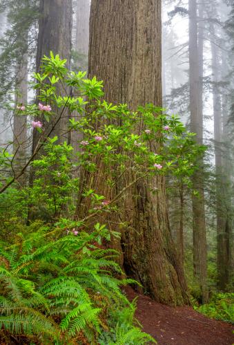 Redwood and Rhododendron by Mary Liz Austin