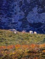 Mountain Goats from the Wonderland Trail by Kristen Reitz-Green