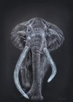 Elephant by Joshua Lee