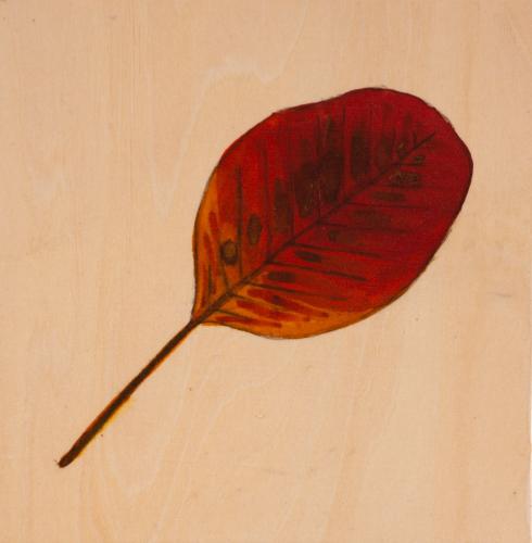 Leaf by Cathy Sarkowsky