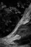A Dark Wood by Dawn Stief