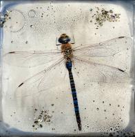 Blue Darner Dragonfly by Shannon Amidon